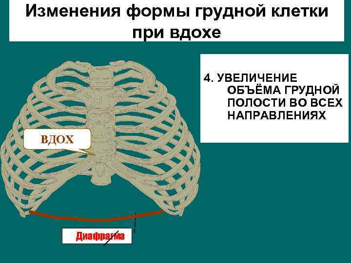 Изменения формы грудной клетки при вдохе 4. УВЕЛИЧЕНИЕ ОБЪЁМА ГРУДНОЙ ПОЛОСТИ ВО ВСЕХ НАПРАВЛЕНИЯХ