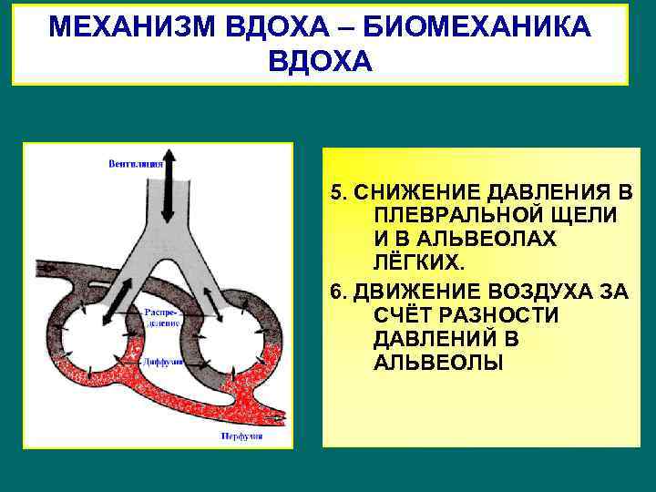 МЕХАНИЗМ ВДОХА – БИОМЕХАНИКА ВДОХА 5. СНИЖЕНИЕ ДАВЛЕНИЯ В ПЛЕВРАЛЬНОЙ ЩЕЛИ И В АЛЬВЕОЛАХ