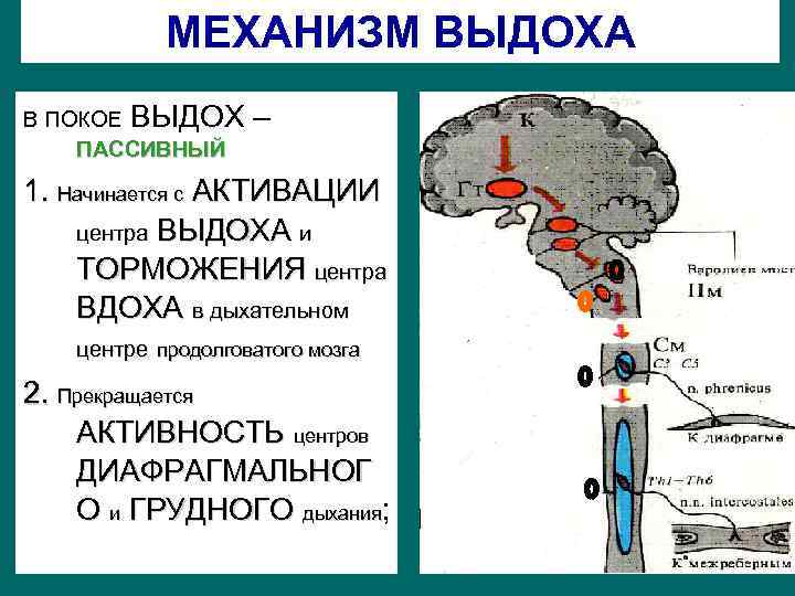 Механизм выдоха. Механизм выдоха физиология. Дыхательный центр физиология. Торможение дыхательного центра. Углекислый ГАЗ дыхательный центр.