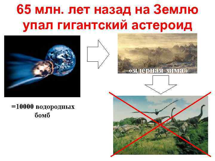 65 млн. лет назад на Землю упал гигантский астероид «ядерная зима» =10000 водородных бомб