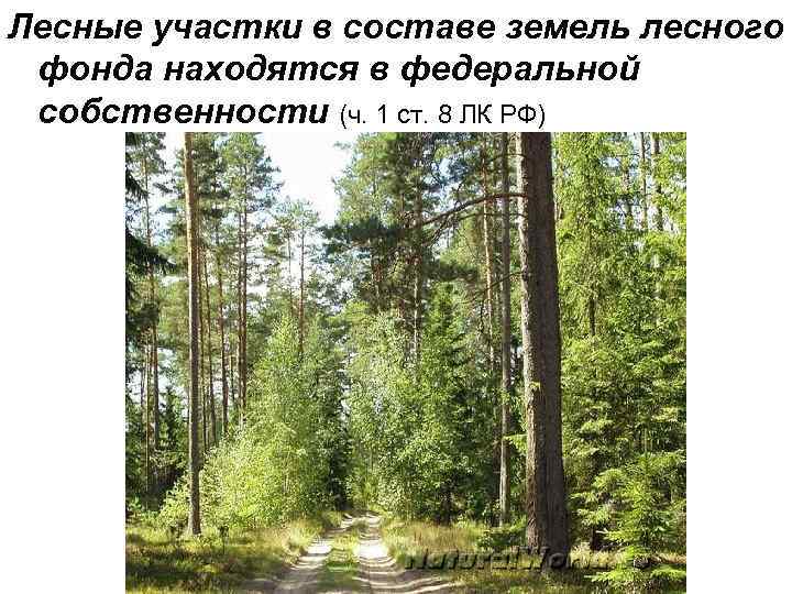 Лесные участки в составе земель лесного фонда находятся в федеральной собственности (ч. 1 ст.