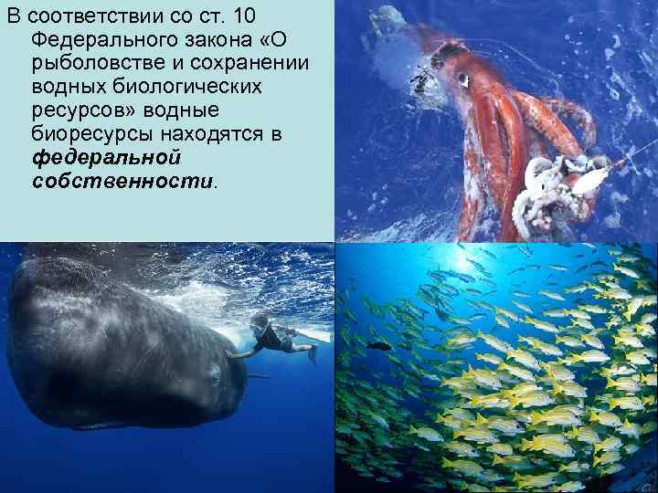 В соответствии со ст. 10 Федерального закона «О рыболовстве и сохранении водных биологических ресурсов»