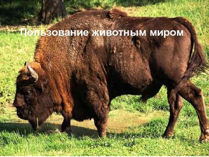 Пользование животным миром 