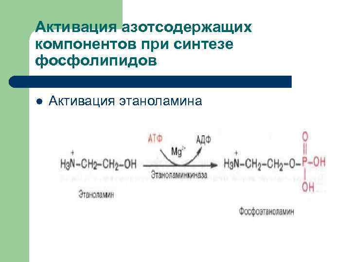 Активация азотсодержащих компонентов при синтезе фосфолипидов l Активация этаноламина 