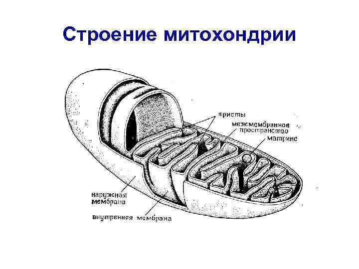 Строение митохондрии 