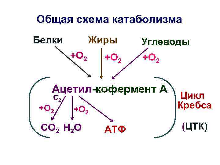 Общая схема катаболизма Жиры Белки +О 2 Углеводы +О 2 Ацетил-кофермент А С 2