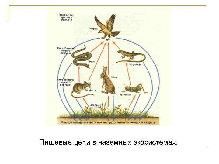 Пищевые цепи в наземных экосистемах. 