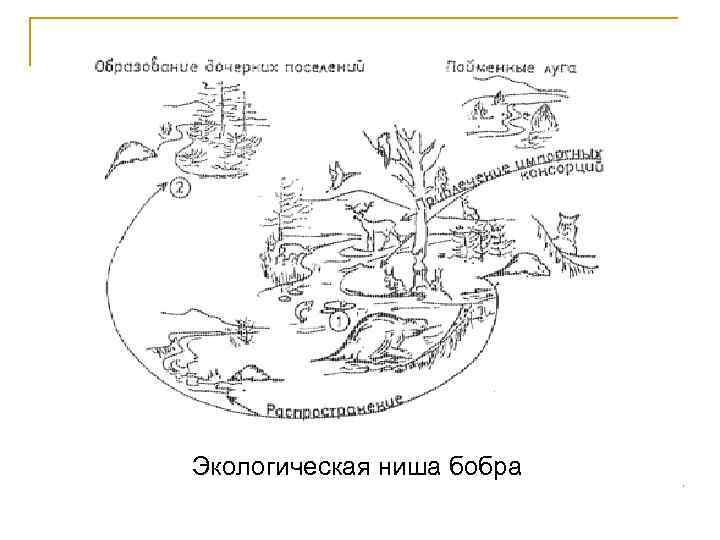 Экологическая ниша бобра 