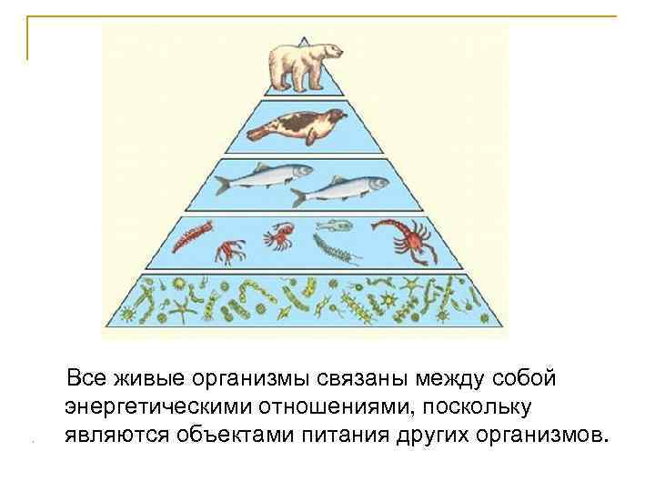 Каким образом организмы связаны между собой. Все живые организмы. Живые организмы в биосфере. Как связаны живые организмы. Схема живых организмов все.