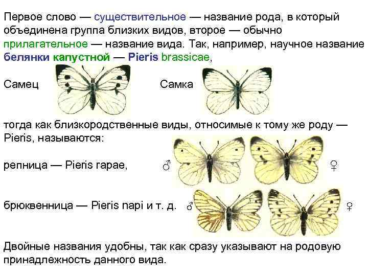 Первое слово — существительное — название рода, в который объединена группа близких видов, второе