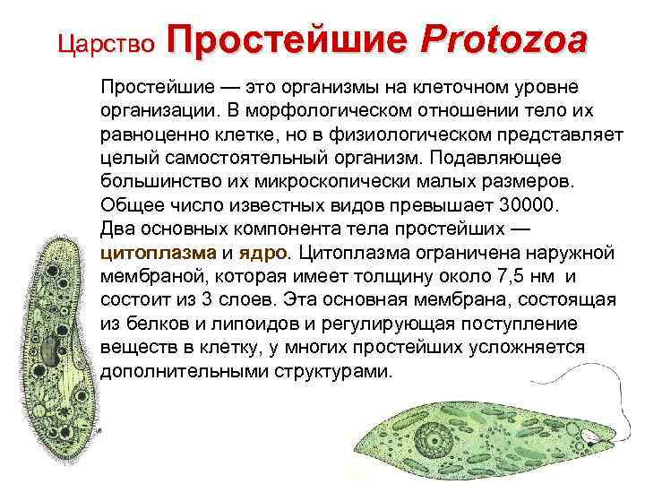 Царство Простейшие Protozoa Простейшие — это организмы на клеточном уровне организации. В морфологическом отношении