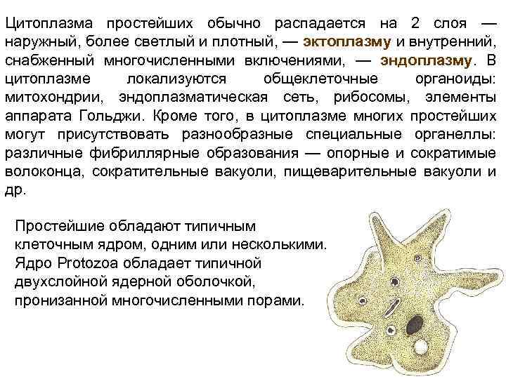 Цитоплазма простейших обычно распадается на 2 слоя — наружный, более светлый и плотный, —