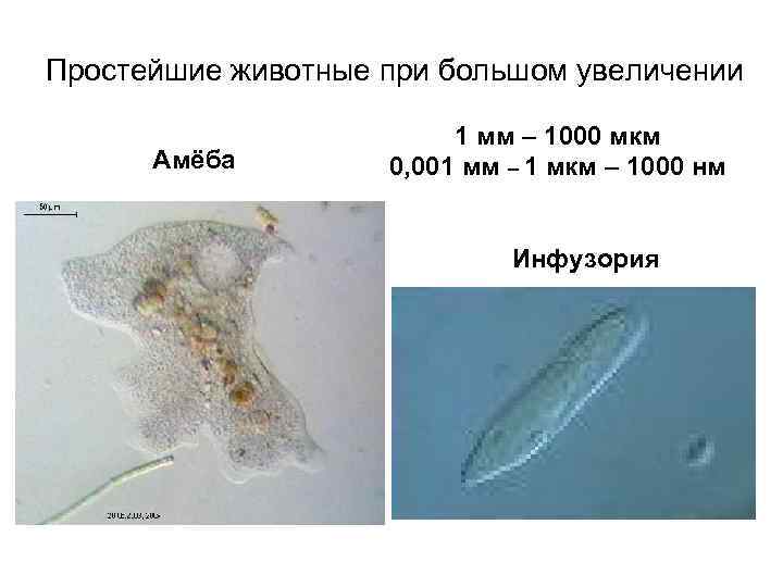 Простейшие животные при большом увеличении Амёба 1 мм – 1000 мкм 0, 001 мм