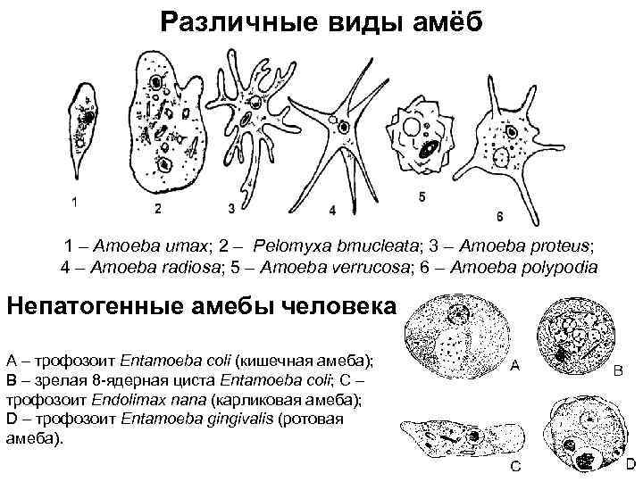 Различные виды амёб 1 – Amoeba umax; 2 – Pelomyxa bmucleata; 3 – Amoeba