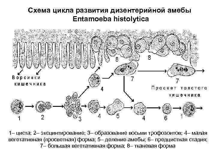 Схема цикла развития дизентерийной амебы Entamoeba histolytica 1– циста; 2– эксцинтирование; 3– образование восьми