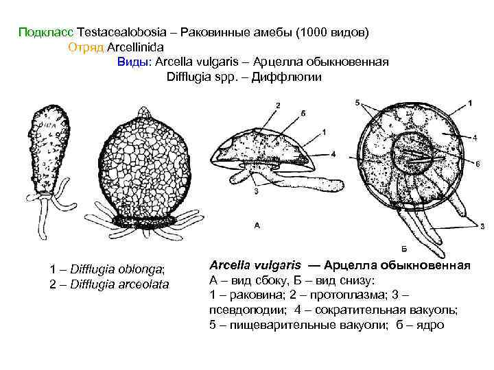 Подкласс Testacealobosia – Раковинные амебы (1000 видов) Отряд Arcellinida Виды: Arcella vulgaris – Арцелла