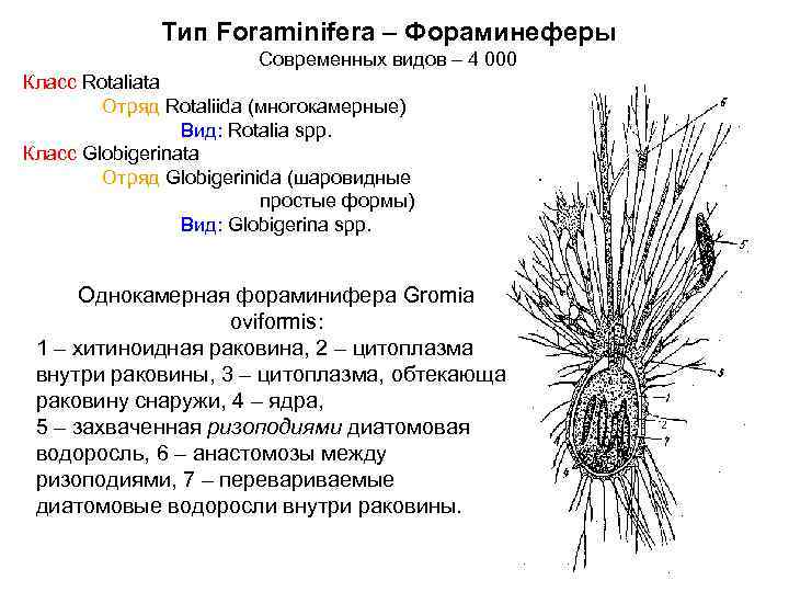 Тип Foraminifera – Фораминеферы Современных видов – 4 000 Класс Rotaliata Отряд Rotaliida (многокамерные)