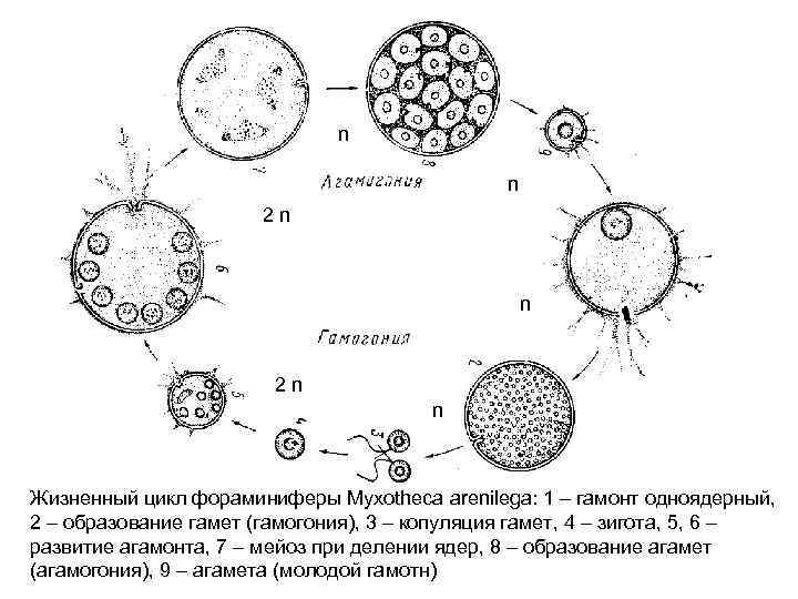 n n 2 n n Жизненный цикл фораминиферы Myxotheca arenilega: 1 – гамонт одноядерный,