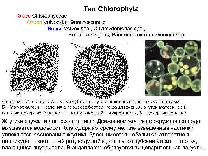 Генеративные клетки имеют. Вольвоксовые водоросли строение. Volvox aureus строение. Колониальные водоросли вольвокс строение. Вольвокс шаровидный строение.