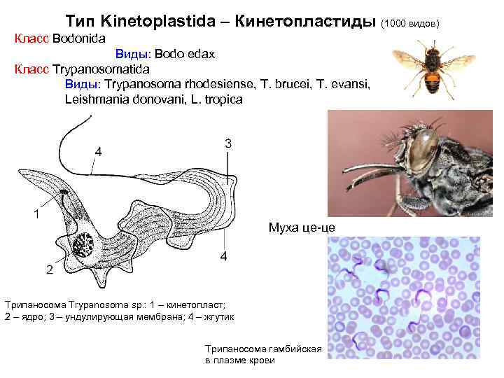 Тип Kinetoplastida – Кинетопластиды (1000 видов) Класс Bodonida Виды: Bodo edax Класс Trypanosomatida Виды: