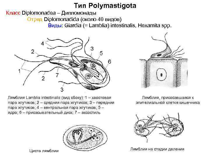 Лямблия схема