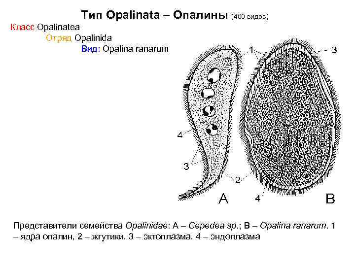 Тип Opalinata – Опалины (400 видов) Класс Opalinatea Отряд Opalinida Вид: Opalina ranarum Представители