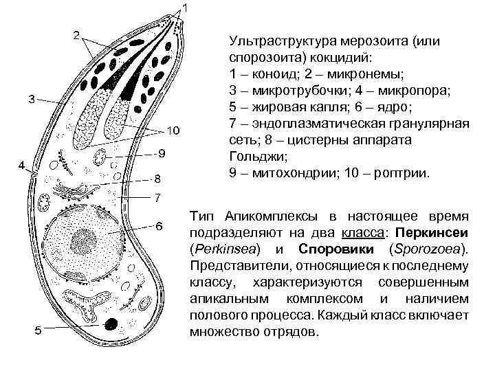 Ультраструктура мерозоита (или спорозоита) кокцидий: 1 – коноид; 2 – микронемы; 3 – микротрубочки;