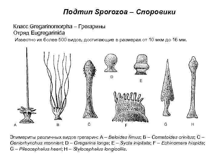 Подтип Sporozoa – Споровики Класс Gregarinomorpha – Грегарины Отряд Eugregarinida Известно их более 500