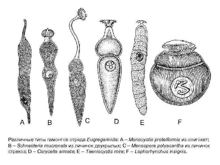 Различные типы гамонтов отряда Eugregarinida: A – Monocystis proteiformis из олигохет; B – Schneideria