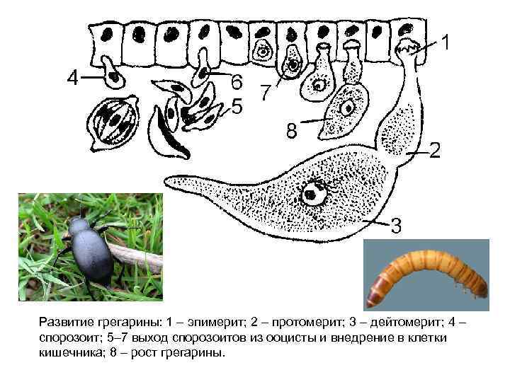 Развитие грегарины: 1 – эпимерит; 2 – протомерит; 3 – дейтомерит; 4 – спорозоит;