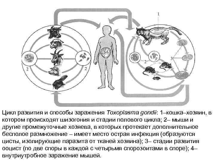 Цикл развития и способы заражения Toxoplasma gondii: 1–кошка–хозяин, в котором происходят шизогония и стадии