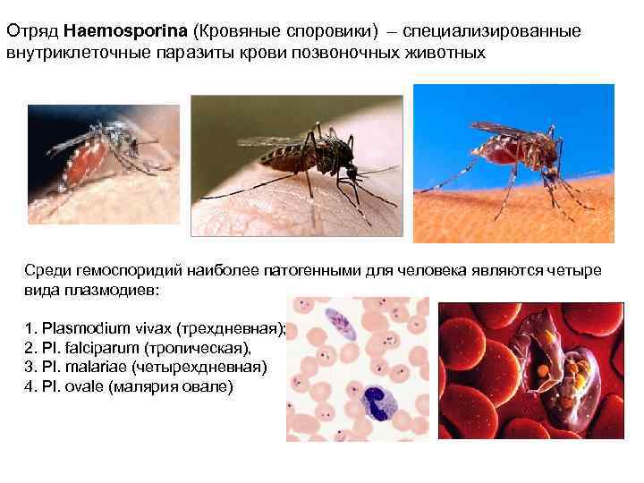 Отряд Haemosporina (Кровяные споровики) – специализированные внутриклеточные паразиты крови позвоночных животных Среди гемоспоридий наиболее