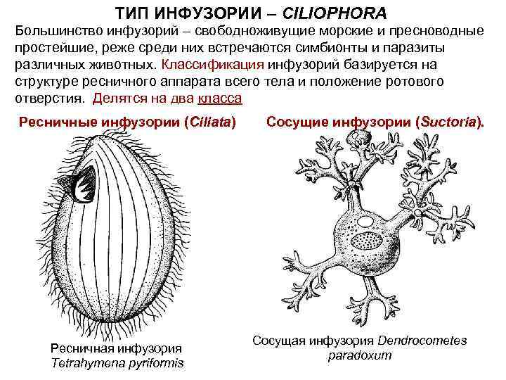 ТИП ИНФУЗОРИИ – CILIOPHORA Большинство инфузорий – свободноживущие морские и пресноводные простейшие, реже среди