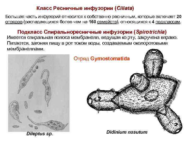 Класс Ресничные инфузории (Ciliata) Большая часть инфузорий относится к собственно ресничным, которые включает 20