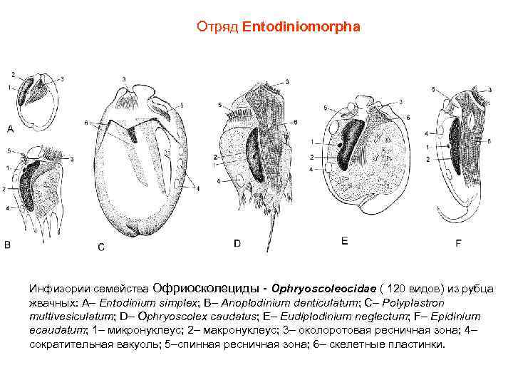 Отряд Entodiniomorpha Инфизории семейства Офриосколециды - Ophryoscoleocidae ( 120 видов) из рубца жвачных: A–