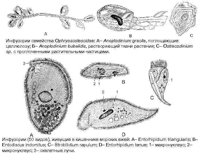 Инфузории семейства Ophryoscoleocidae: A– Anoplodinium gracile, поглощающие целлюлозу; B– Anoplodinium bubalidis, растворяющий ткани растения;