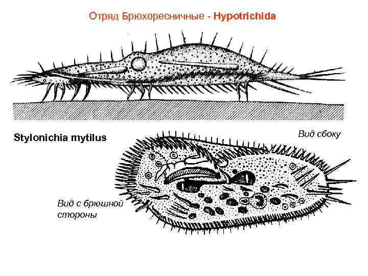 Отряд Брюхоресничные - Hypotrichida Stylonichia mytilus Вид с брюшной стороны Вид сбоку 