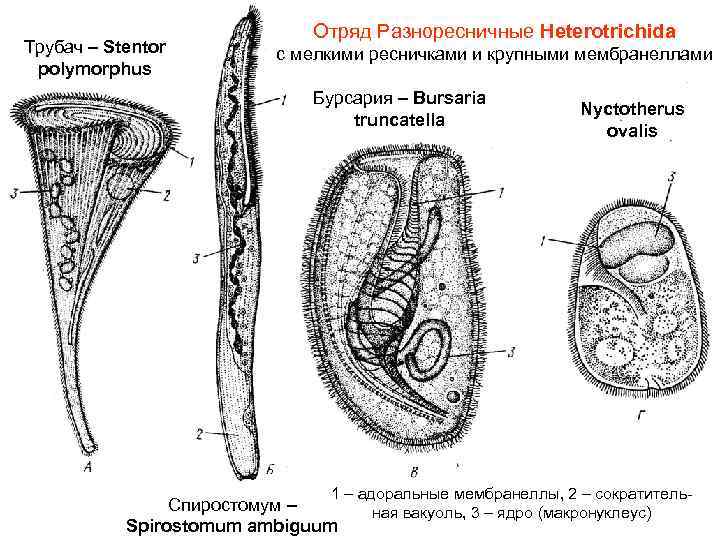 Трубач – Stentor polymorphus Отряд Разноресничные Heterotrichida с мелкими ресничками и крупными мембранеллами Бурсария