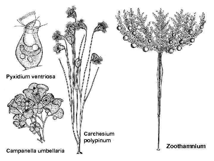 Pyxidium ventriosa Carchesium polypinum Campanella umbellaria Zoothamnium 