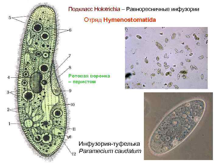 Подкласс Holotrichia – Равноресничные инфузории Отряд Hymenostomatida Ротовая воронка – перистом Инфузория-туфелька Paramecium caudatum