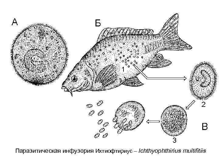 Паразитическая инфузория Ихтиофтириус – Ichthyophthirius multifitiis 