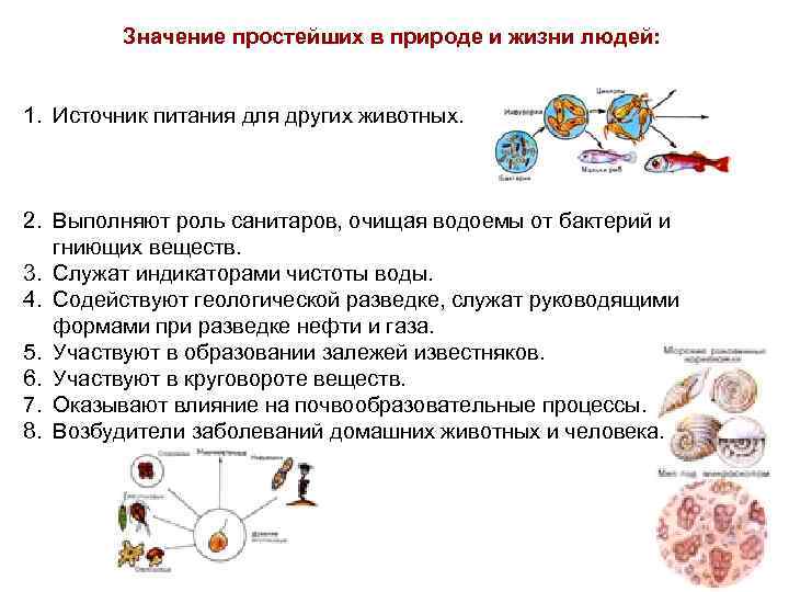 Значение простейших в природе и жизни людей: 1. Источник питания для других животных. 2.