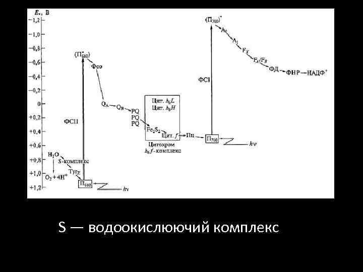 S — водоокислюючий комплекс 