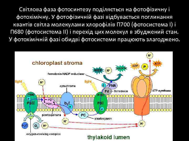 Світлова фаза фотосинтезу поділяється на фотофізичну і фотохімічну. У фотофізичній фазі відбувається поглинання квантів