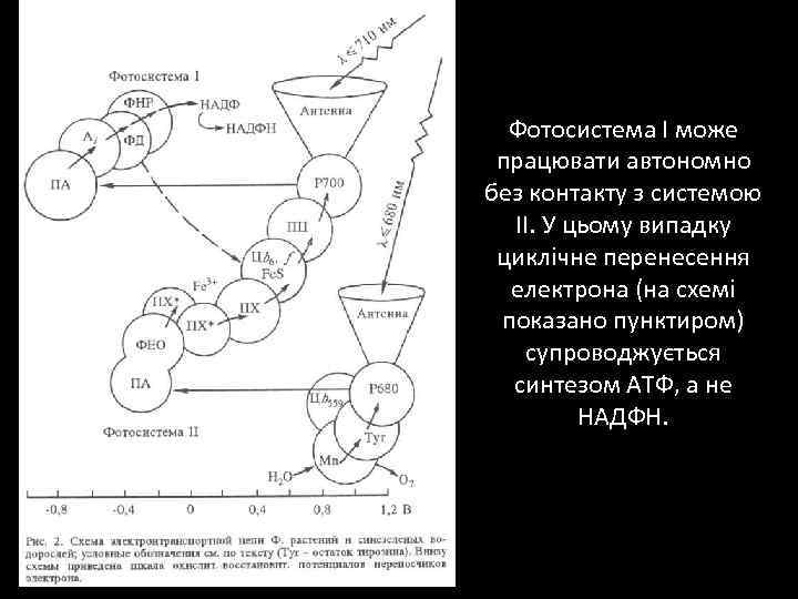 Фотосистема I може працювати автономно без контакту з системою II. У цьому випадку циклічне