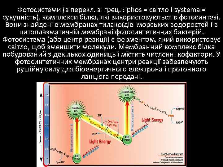 Фотосистеми (в перекл. з грец. : phos = світло і systema = сукупність), комплекси