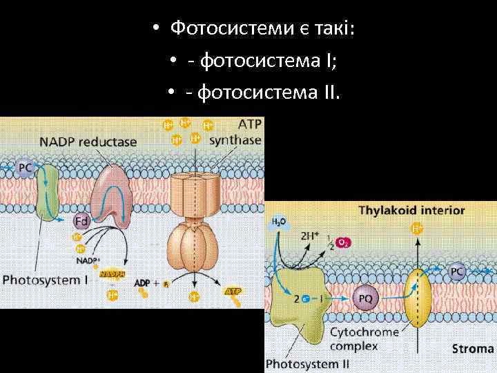  • Фотосистеми є такі: • - фотосистема І; • - фотосистема ІІ. 