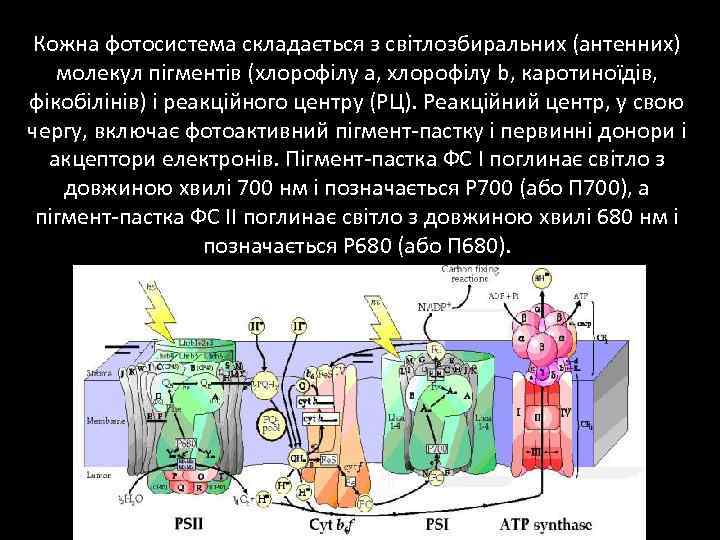 Кожна фотосистема складається з світлозбиральних (антенних) молекул пігментів (хлорофілу а, хлорофілу b, каротиноїдів, фікобілінів)
