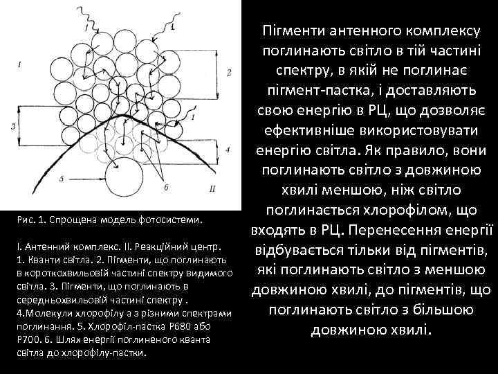 Рис. 1. Спрощена модель фотосистеми. I. Антенний комплекс. II. Реакційний центр. 1. Кванти світла.