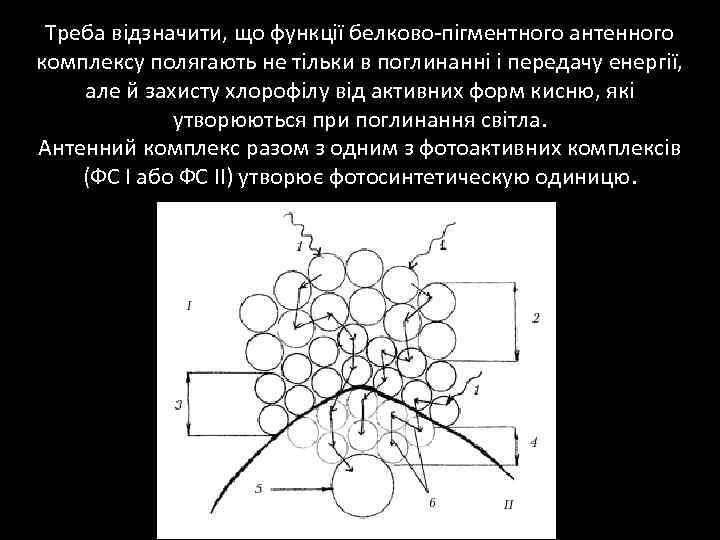 Треба відзначити, що функції белково-пігментного антенного комплексу полягають не тільки в поглинанні і передачу